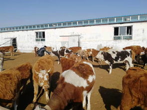 德州肉驴价格出售价格多少钱一只养殖技术介绍 货源充足