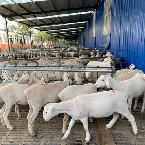 澳洲白绵羊苗澳洲白绵羊养殖多久能繁殖