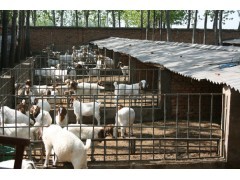 杜泊羊养殖技术视频