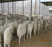 新疆哪里有小尾寒羊养殖基地